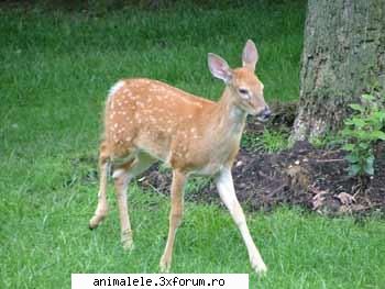 caprioara este cea mai mica specie de capre salbatice originare din europa. masculii au tendinta de