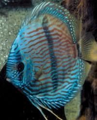 visul de a avea in acvariu un discus, de a creste si mai ales de a-l reproduce, il are orice