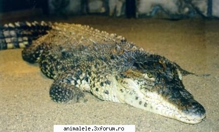 crocodilii au inca de acum 240 de milioane de ani. pana in prezent se cunosc 23 de specii de