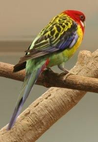 papagalul rosella – pentru penajul sau de un colorit fascinant, papagalul rosella – eximius – este o