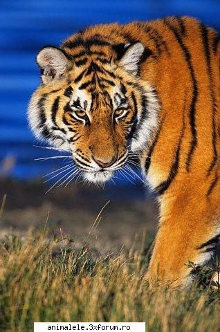 excursii scoala avut asemenea excursie.a fost mers radauti gradina zoologica cazat vicovu jos avut
