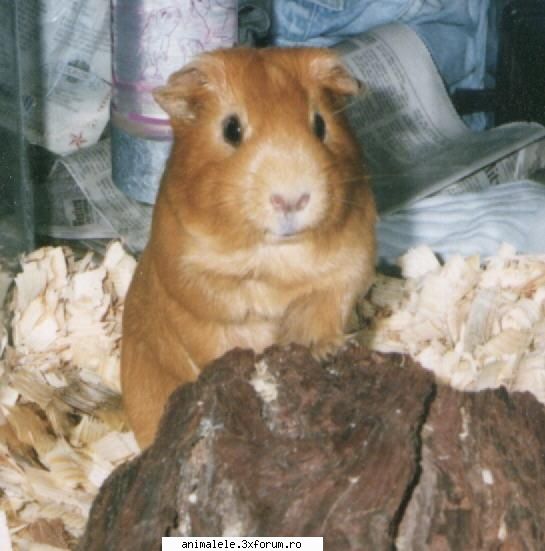 cum se spune porcusor de guineea este durata de medie a unui porcusor de ani desepro atingand 10
