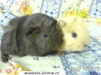 buna welcome lorraine! sper intelegem dragutzi porcusorii hamsterii!