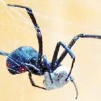 paianjenii nu sunt insecte, asa cum multi ar crede, ci sunt arahnide, astfel cu ei se intalnesc