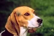 hello!eu sunt lori si a 9 ani si fana nr.a cainilor beagle ,dar si a celorlalte rase! buna