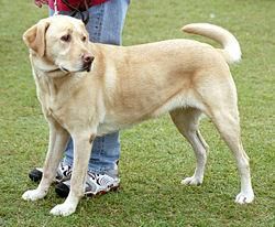 cinele este un mamifer carnivor din familia canidelor. fiind domesticit de cel puţin 14.000 de
