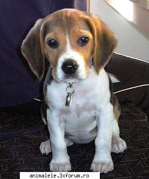 beagle este o rasă de cine cu corp masiv, robust, craniu lat, urechi mari, ochi cu expresie