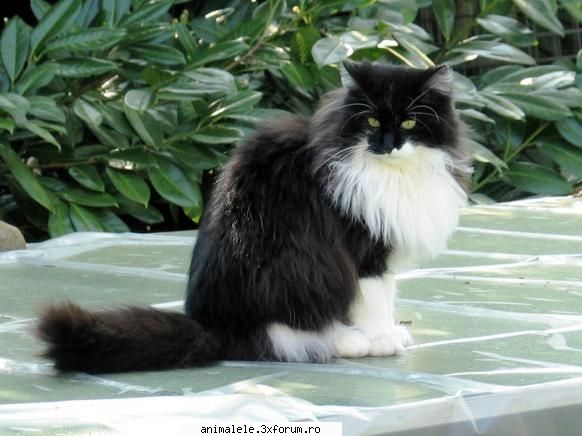 pisica este un mamifer din ordinul familia felinelor de casă, sau este foarte de (felis