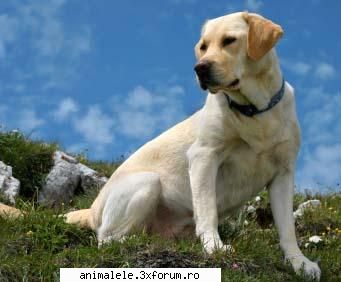 buna multumesc pentru aceasta primire din imagine seamana labrador retriever.