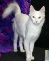 angora turceasca este o pisica plina de viata, care poate fi instruita foarte usor, dar care nu este