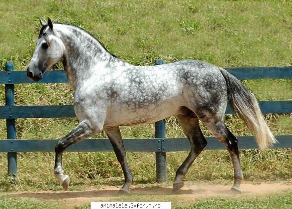 cai calul (equus caballus) este mamifer ierbivor copitat fiind una dintre cele şapte specii