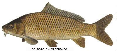 crapul este un peste de talie mare, mari depasind 35 kg. optima de hranire a crapului este de 19 c