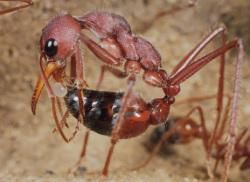 furnicile traiesc pe pamant de peste 100 de milioane de ani, fiind specia care a evoluat si s-a