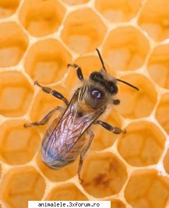 ca toate insectele, albina are corpul impartit in trei parti: capul, toracele si abdomenul. corpul