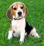 beagle-ul are blana scurta si lucioasa, care poate avea toate culorile comune cainilor de vanatoare,