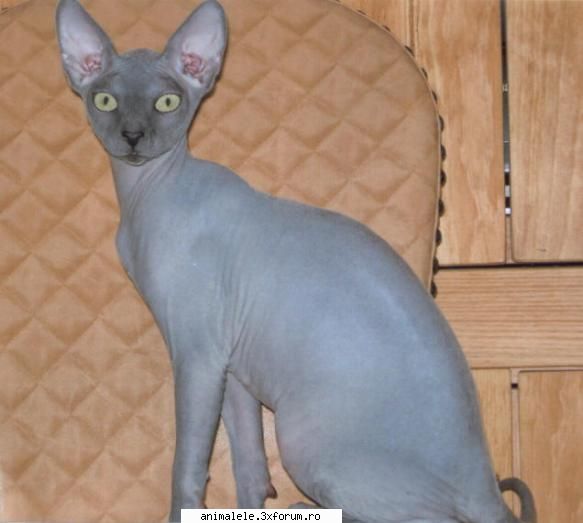 sa nu va surprind prin aspectul sau exterior, sphynx-ul este, lipsit de par, sau mai bine spus,