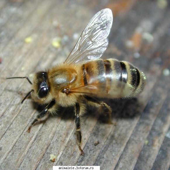 Albina - Traieste pe toate continentele in afara de - Insecte