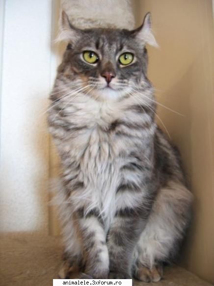 American curl - Rasa American curl a apărut �n anul 1981, �n - Pisici