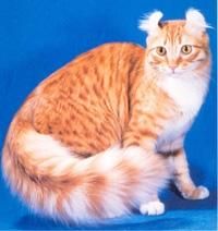 American curl - Rasa American Curl este recunoscuta mai ales - Pisici