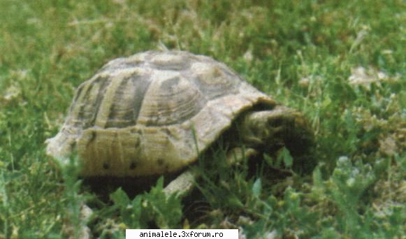 Broaste testoase - Broasca ţestoasă de uscat Este - Reptile