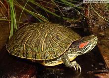 Broaste testoase - Broaşte ţestoase Broaştele - Reptile