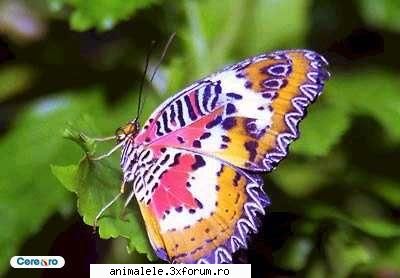 Fluturi - Un fluture este o insectă din ordinul - Insecte
