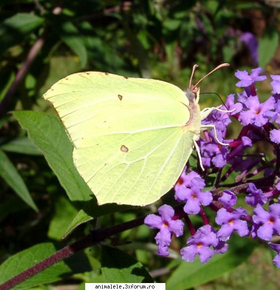 Fluturi - �n prezent, majoritatea experţilor includ - Insecte