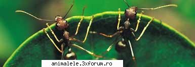 Furnici - Furnicile "Furnica" este denumirea comună - Insecte