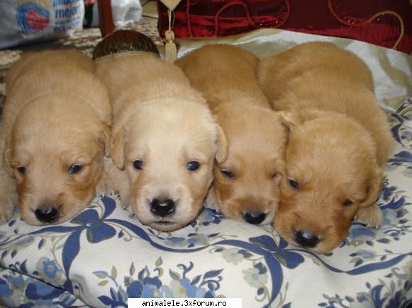 Golden Retriever - Golden Retriever este o rasă de c�ini de - Caini