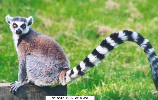 Lemurul cu coada inelata - Lemurul cu coada inelata se catara pe cele mai - Omnivori si primate