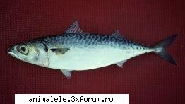 Macroul - Latina: Scomber japonicus Engleza: Chub mackerel - Pesti