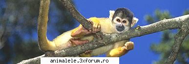 Maimuta veverita - Maimuţa veveriţă Subfamilia - Omnivori si primate