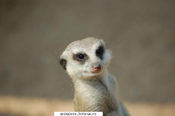 Moderatori - Cum se spune mangusta stiintific? Suricata - Anunturi