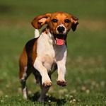 Moderatori - 1.Pentru ce nu trebuie antrenat boxerul? Pentru - Anunturi