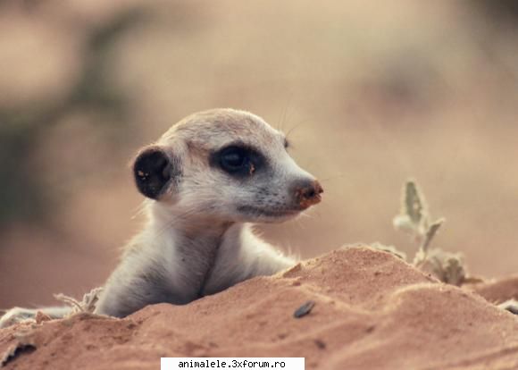 Moderatori - 1.Cum este cunoscuta Suricata pentru africani? - Anunturi