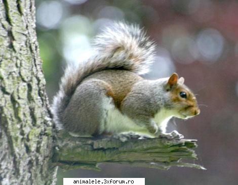 Moderatori - Nu-ti fa griji,Catelusa_Lori.Saptamana viitoare o - Anunturi