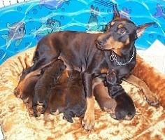 Pinscher Pitic - Tara in care este inregistrat: Germania Inaltime - Caini