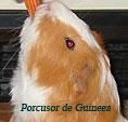 Porcusor de Guineea - Auzul Porcusorii de Guineea aud foarte bine - Rozatoare