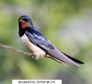 Randunele - R�ndunica este o pasare din familia Hirundinidae - Pasari