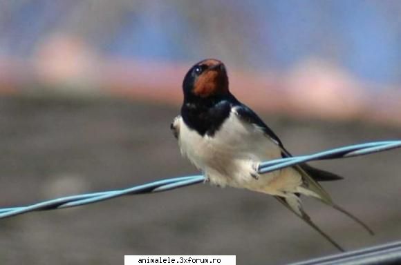 Randunele - Randunelele fac parte din familia Hirundinidae si - Pasari