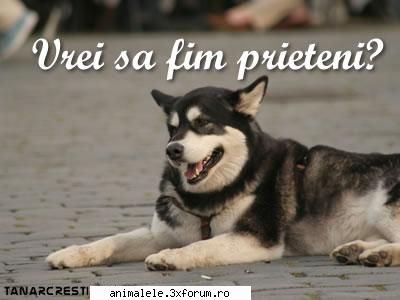 Reguli - Am inteles! Si eu accept regulile ! Vrei sa fim - Regulament