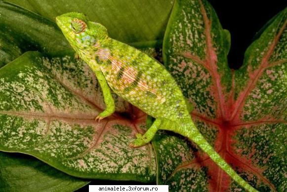 Soparla - Soparla Are o piele cărnoasă - Reptile