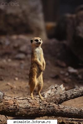 Suricata - Suricatele(suricata suricatta) sunt un tip de - Omnivori si primate