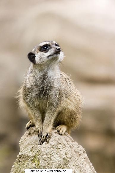 Suricata - Suricata (denumirea ştiinţifică - Omnivori si primate