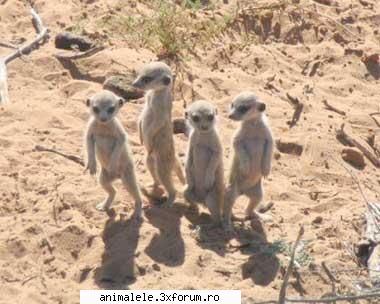Suricata - Sa va spun ceva despre nume: �Suricată� este - Omnivori si primate