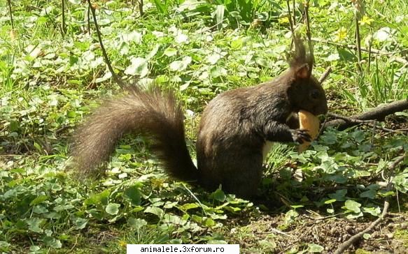 Veveritele - Veveriţele nu trăiesc �n grupuri, fiind - Rozatoare