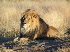 lei - Leul (lat. Panthera leo, �n rom�na veche - Feline