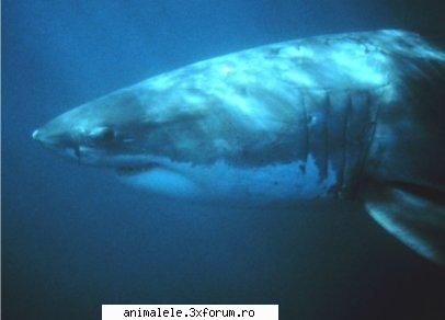 rechinii, din requin, (ordinul sunt peşti cu schelet şi cu un corp �ntre cinci şi