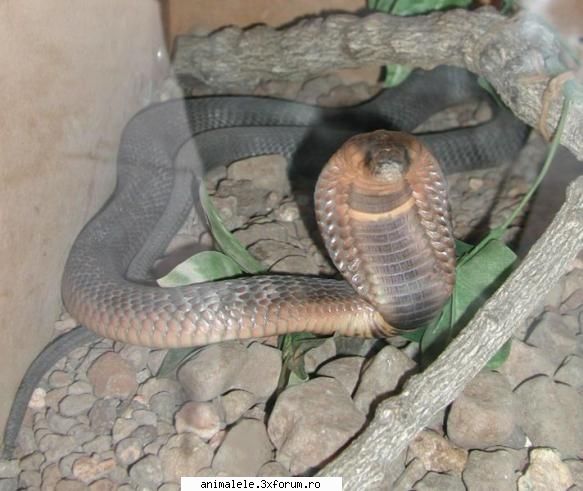 serpi - Şarpele este o reptilă fără - Reptile