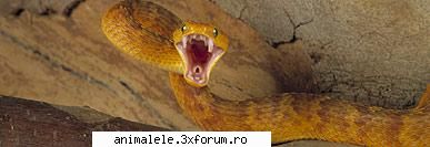 serpi - Şerpi Str�ns �nrudiţi cu - Reptile